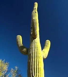 Hotel Residence Inn Phoenix Goodyear